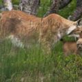 lynx
