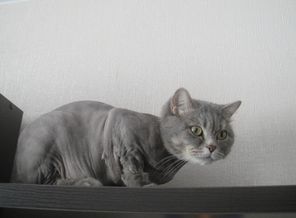 Мы кота побрили)))