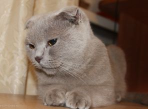 Бобо