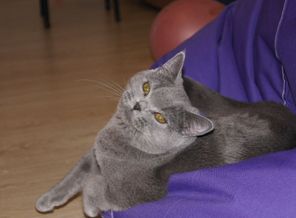 любимый кот Стефан
