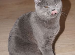 любимый кот Стефан