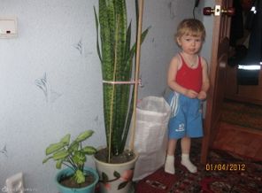 это девочка:)))))) у бабули