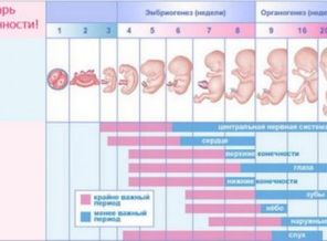 Календарь беременности