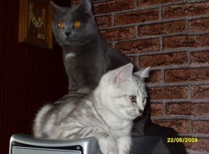 моя живность