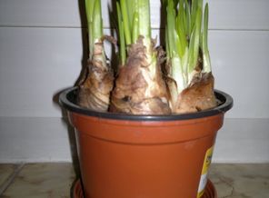 Нарциссы.jpg