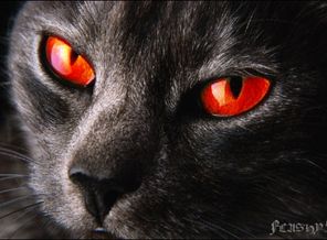 Дикий кот