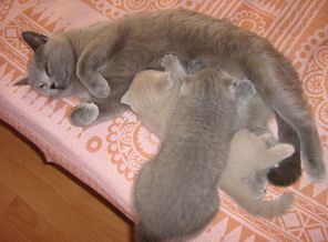 Кошкина семья