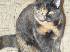 Плюша (старшая кошка)