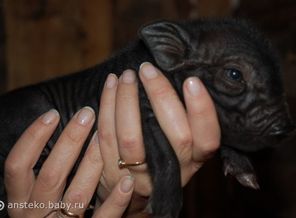 DSC_0228 (600x399)