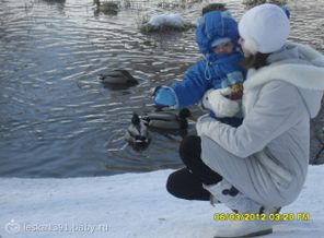 первая прогулка с утками