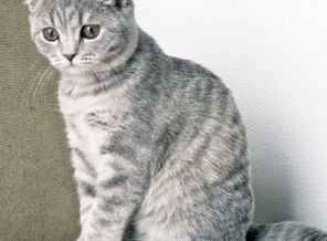 Амели