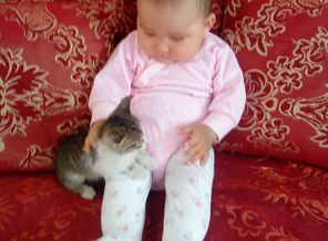 любим котят