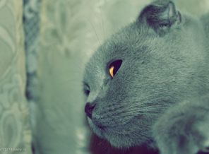 Бобо