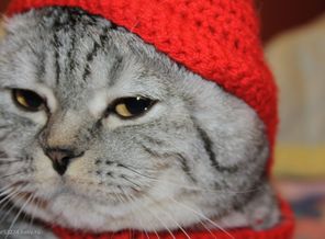 Цезарь