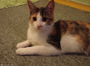 коша