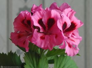 P5130571