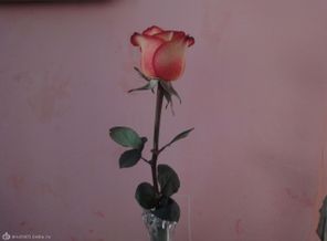 DSC00922