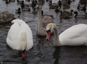 DSCF8997