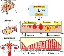 beremennosti13