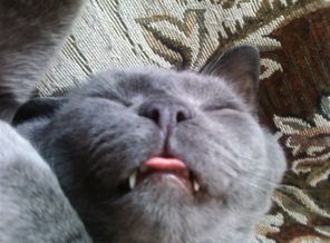 котя дрыхнет
