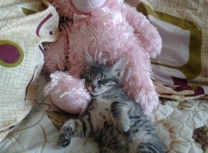 МОЙ котик зовут КЕкс