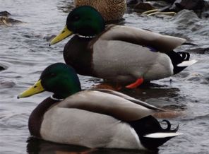 DSCF9007