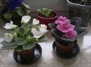 Мои новые фиалочки