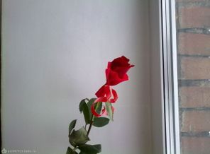 10122010046
