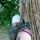 Alsou
