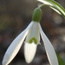 Primavera Primavera